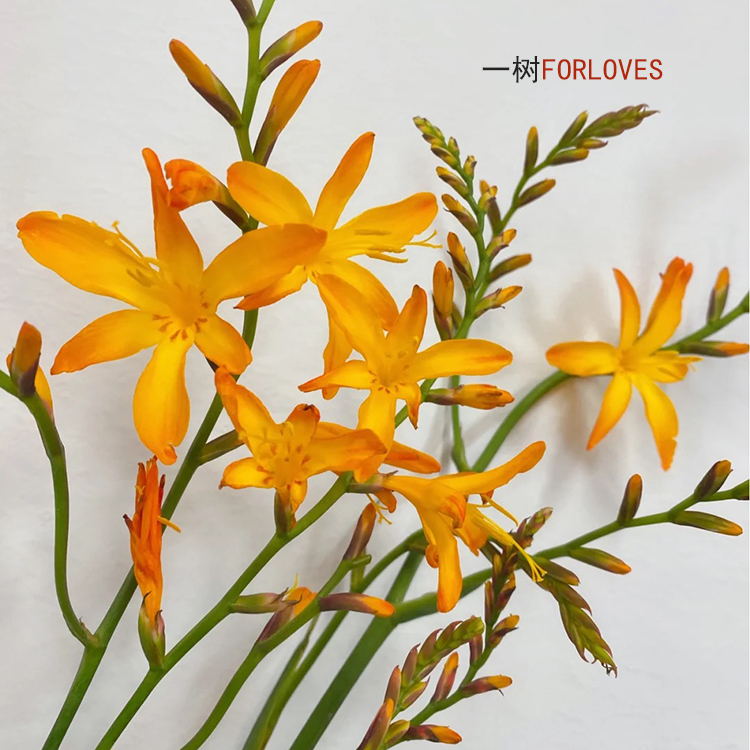 火焰兰鲜花易养护花期长云南直发