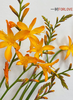 一树|火焰兰鲜花橙色进口红色家庭办公中式插花云南直发 顺丰空运