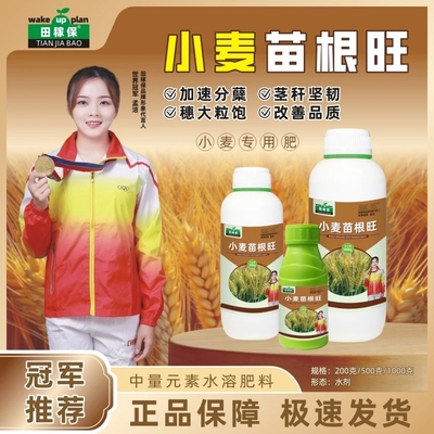 田稼保小麦苗根旺小麦种植专用促进分蘖茎秆坚韧穗大粒多水溶肥料