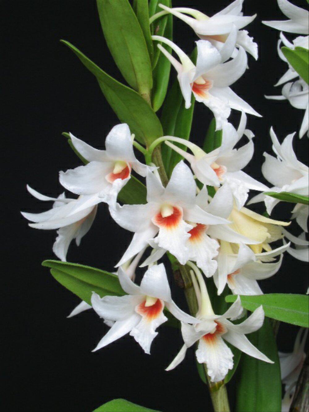 龙石斛为数不多耐热好养的黑毛类品种春夏季开花浓香型花期长入门