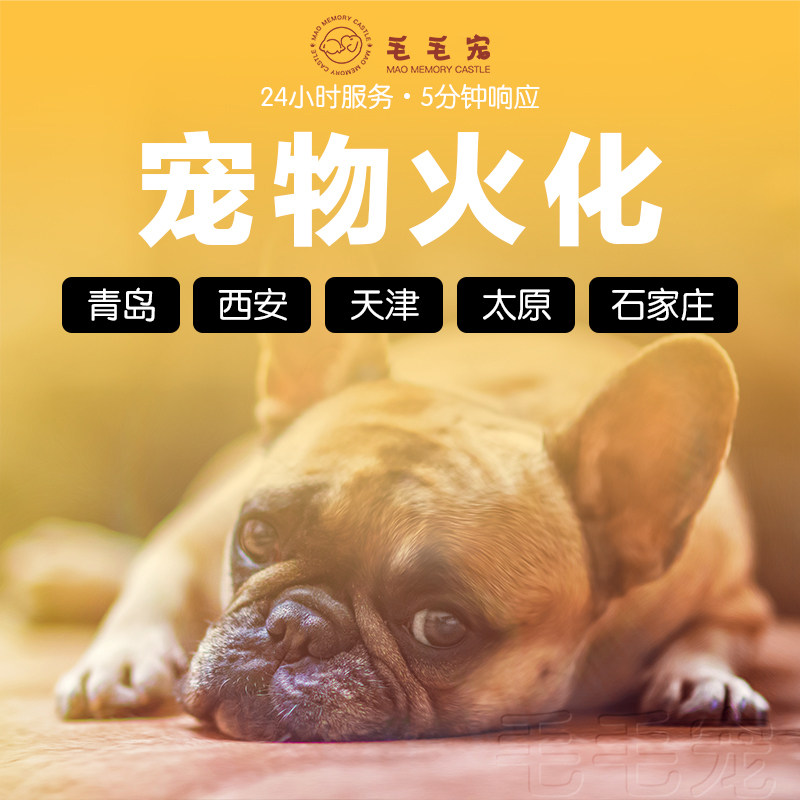 宠物火化殡葬山东 淄博 青岛  石家庄 天津西安猫猫狗狗葬礼火葬