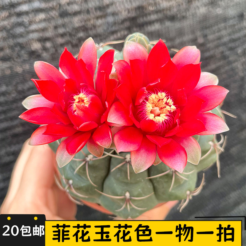 开花绯花玉一物一拍选花色图片