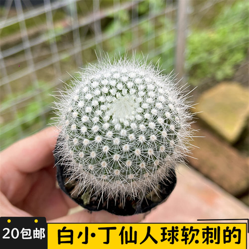 白小丁仙人球软刺不扎手
