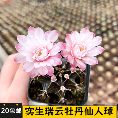 瑞云牡丹仙人球实生可开花