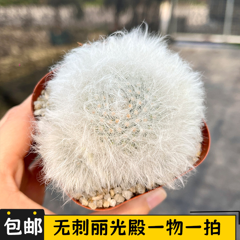 无刺丽光殿仙人球一物一拍长毛软白毛开花仙人掌乳突球属盆栽花卉