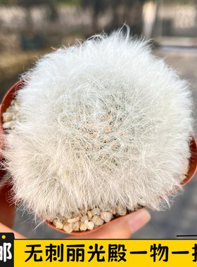 无刺丽光殿仙人球一物一拍长毛软白毛开花仙人掌乳突球属盆栽花卉