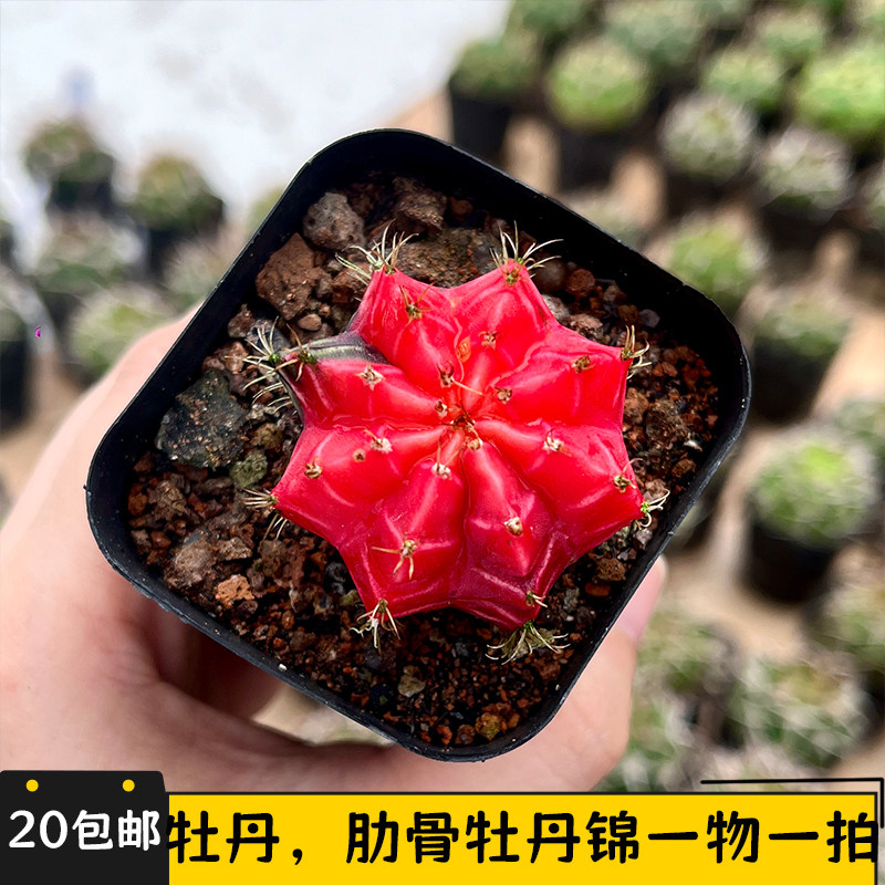 瑞云牡丹肋骨牡丹锦仙人球实生一物一拍可开花室内小盆栽绿植花卉