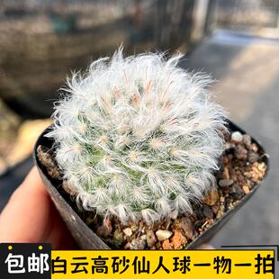 白云高砂仙人球实生一物一拍乳突球属群生多头白毛仙人掌小盆栽