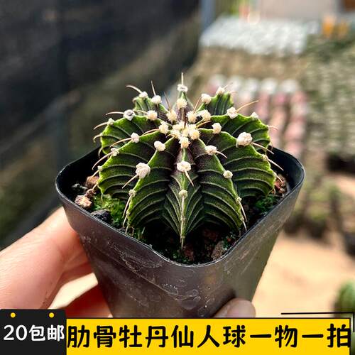 肋骨牡丹仙人球一物一拍