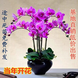 蝴蝶兰花苗带花剑带花苞盆栽兰花大苗客厅室内植物花卉四季 好养活