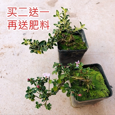 六月雪金边提根悬崖造型