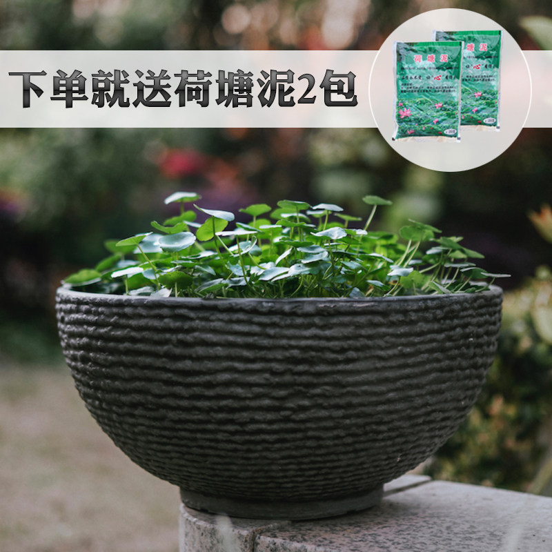 铜钱草别墅大花盆环保树脂仿水泥荷花缸水仙睡莲水培器皿碗莲鱼