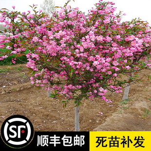 绚丽四季海棠花树苗盆栽西府海棠花庭院阳台耐寒花卉植物垂丝海棠