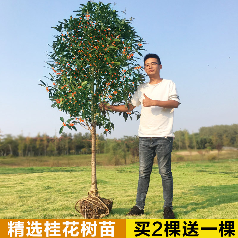 地栽大型四季桂花树苗庭院浓香花卉常青植物盆景金桂丹桂室内盆栽