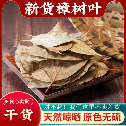 樟树叶中药材500g无硫新鲜干货