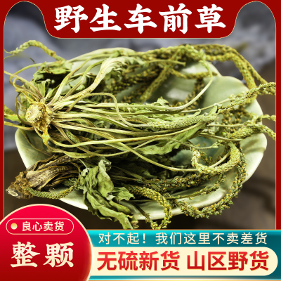 车前草中药材野生干货