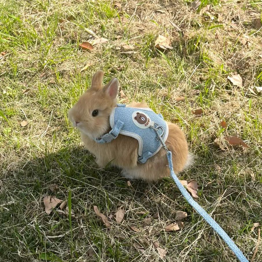 小兔子通用宠物绳 兔兔荷兰猪牵引绳 调节绳子 侏儒兔外出专用