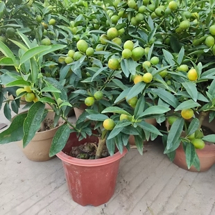【二代脆皮金桔】金桔树盆栽带果桔子可食用植物客厅室内大型绿植