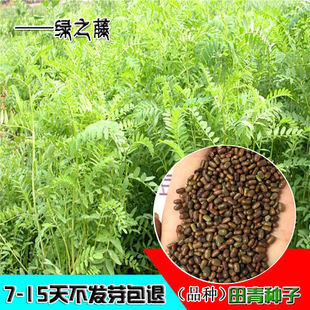 田菁种子别名碱青涝豆果园绿肥草种子四季牧草籽田青子紫色田箐