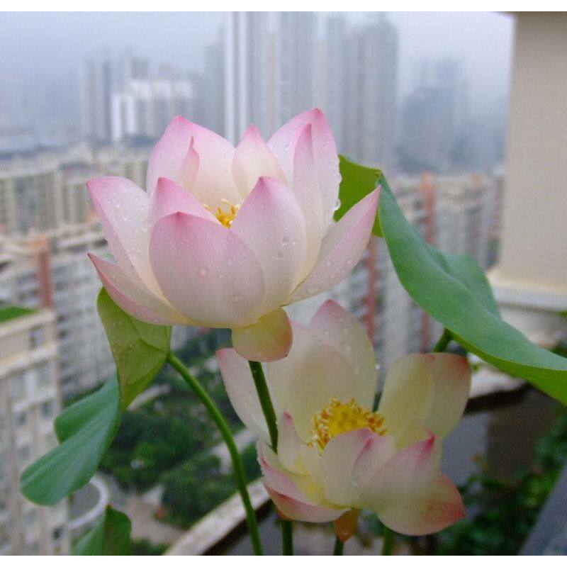 碗莲种子四季水培植物花盆栽莲花荷花迷你睡莲种子办公美观已开口