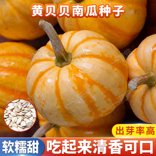 黄贝贝南瓜种孑 种籽 红皮黄金迷你小南瓜种子家庭庭院种植菜种籽