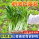 奶油白菜苔种子菜心苔芯青菜四季采收蔬菜种籽大田庭院盆栽种植