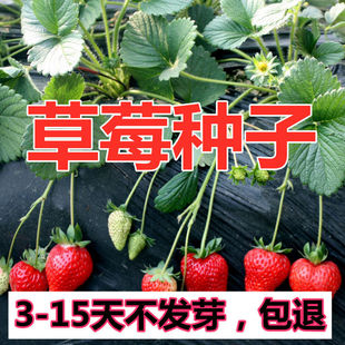 奶油草莓种籽子四季种植田园结果食用室内阳台蔬果红颜白草莓种子