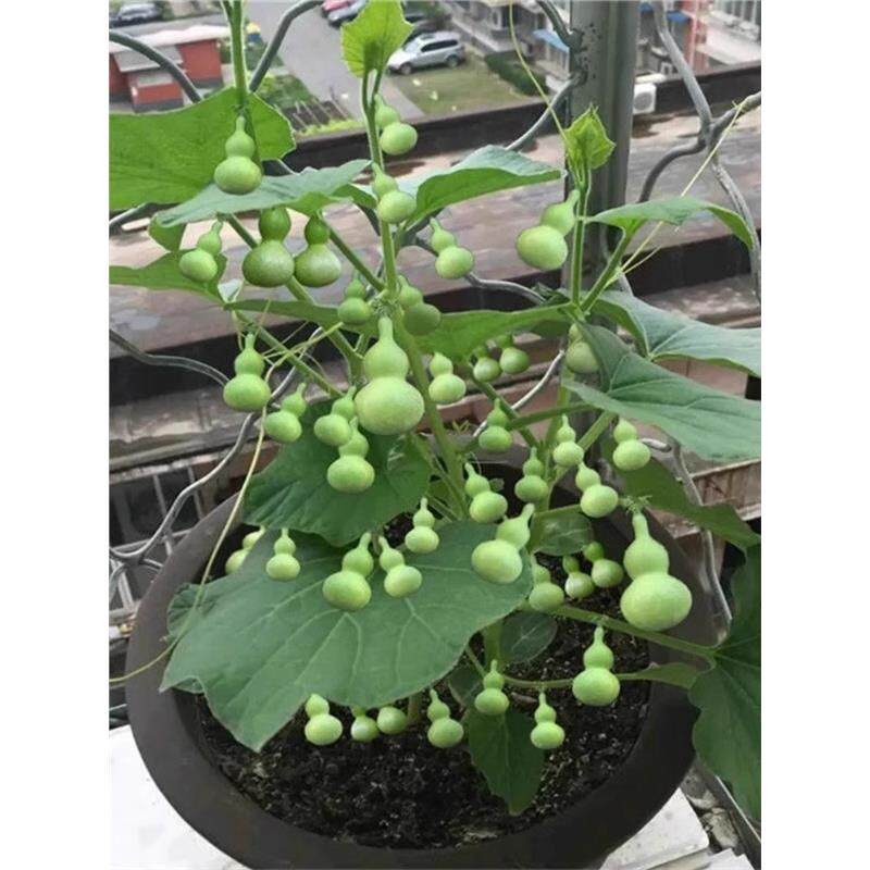 葫芦秧苗手捻小亚种籽宝阳