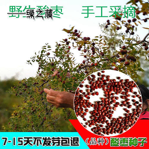 酸枣种子 野枣种子 枣树 新疆大红枣树 赞皇大枣 台湾冬枣种子
