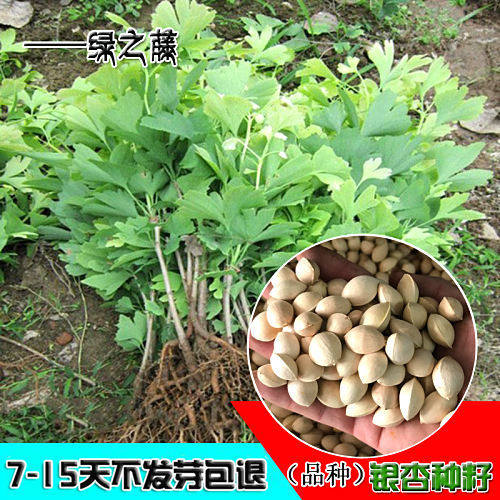 银杏种子 新采银杏树种子 优质 白果种子 籽 绿化 拆迁补偿占地苗