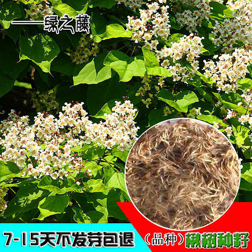 楸树种子梓树种子金丝楸种子臭梧桐种子黄花楸水桐楸河楸梓桐种子