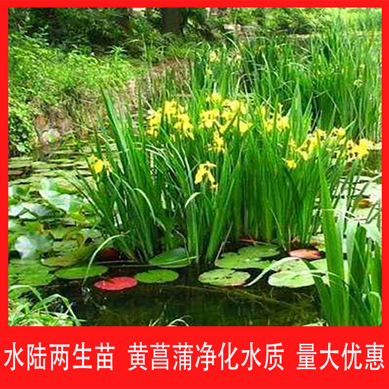黄菖蒲黄花红花紫花鸢尾水生植物生态环保美人蕉湿地栽工程绿化苗 惟鑫 淘优券 黄菖蒲黄花红花紫花鸢尾水生植物生态环保美人蕉湿地栽工程绿化苗 惟鑫 淘优券