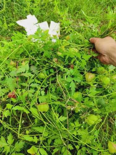 新鲜现采野生大叶 倒地玲 灯笼草 苦练藤 500克