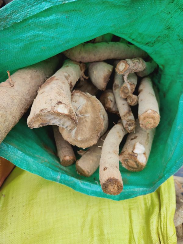 野生老年现采正品 猫尾署 猫尾木根 猫尾树根.500g