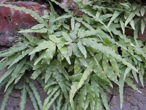 新鲜现采野生山草药正品凤尾草 井栏茜  500克