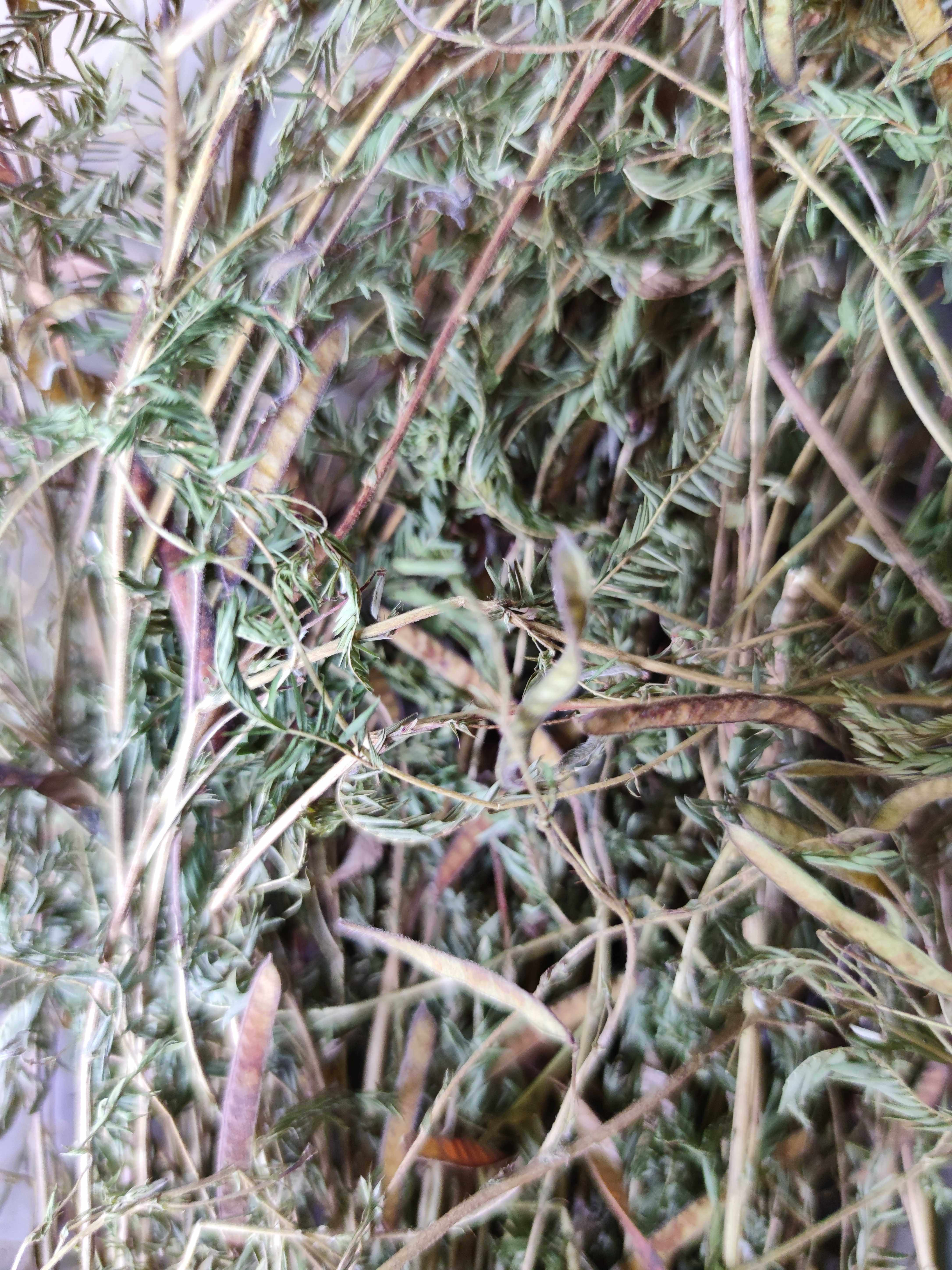 野生干品 软肝草 铁甲草 益肝草 坡扁白 500克