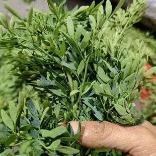 10斤现摘新鲜臭草 老虎草 臭艾 洋艾 芸香草