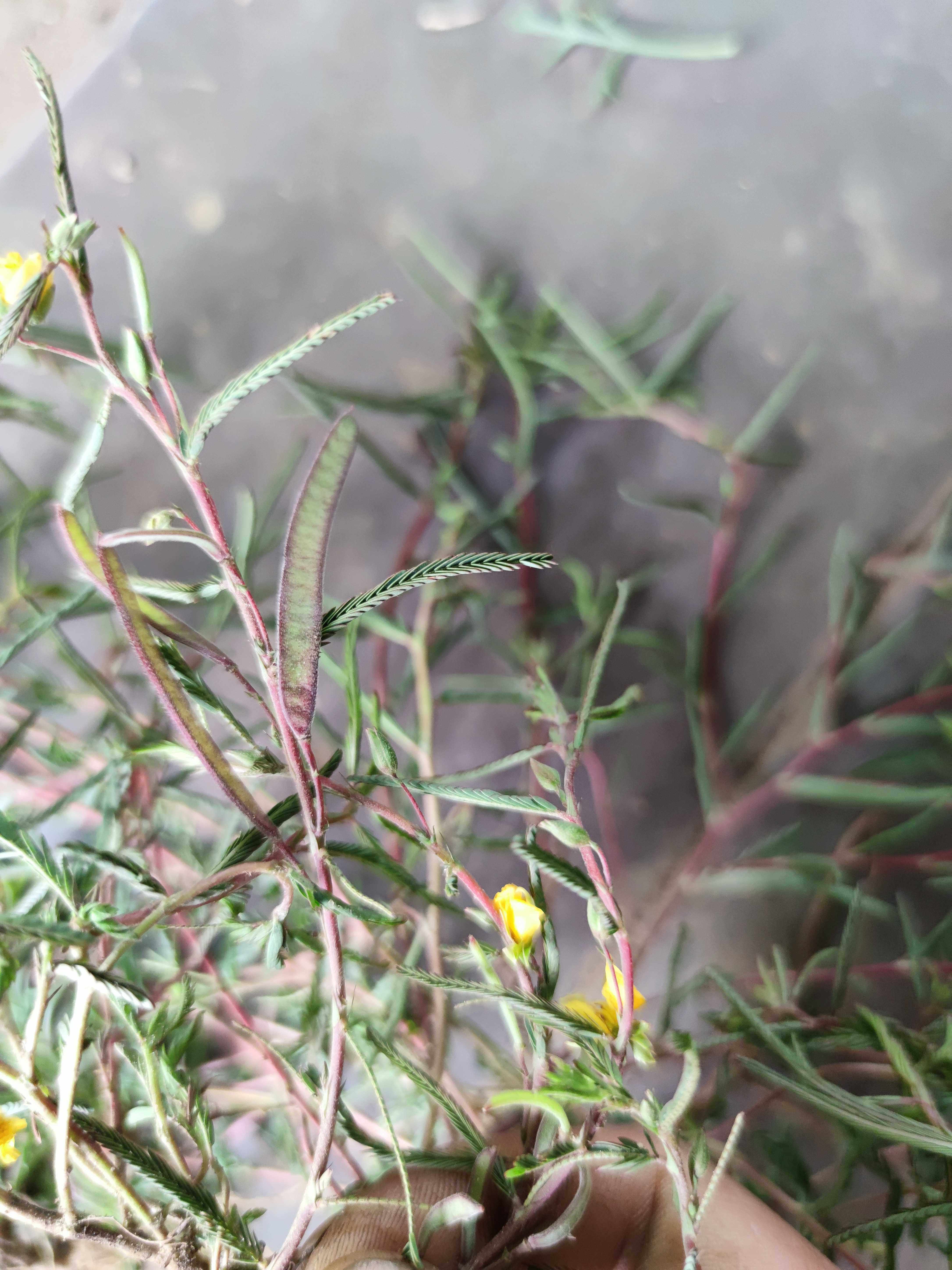 野生山草药铁甲草 肝草 野生中草药500克