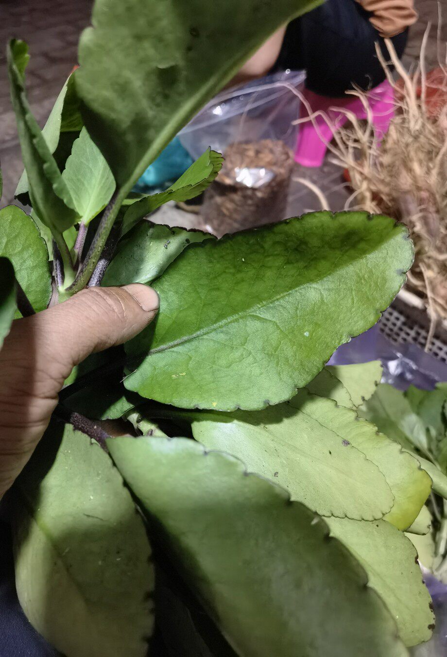 新鲜草药落地生根不死鸟天灯笼倒吊莲枝带叶发货