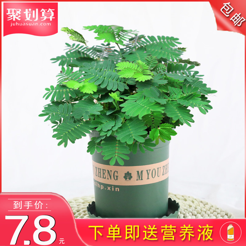 花卉盆栽趣味 价格 怎么样 图片