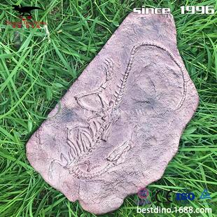 高度仿真恐龙化石骨架可用于学校教学公园引流各种收藏摆件