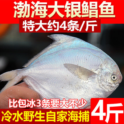 新鲜大银鲳鱼4斤白鲳鲜活冷冻海鲜水产深海银昌鱼