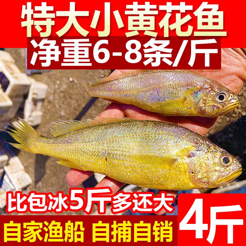 新鲜小黄花鱼4斤小黄鱼海捕冷冻黄花鱼海鲜水产深海鱼生鲜