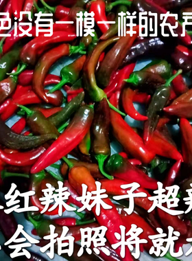 木红色辣妹子特辣青红辣椒现摘现发笨尖椒新鲜剁椒泡椒原料直发
