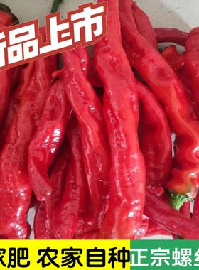 新鲜红色螺丝椒红辣椒香辣薄皮椒剁椒龙椒辣椒酱材料农家蔬菜现摘