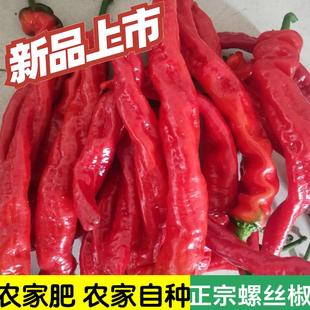 新鲜红色螺丝椒红辣椒香辣薄皮椒剁椒龙椒辣椒酱材料农家蔬菜现摘