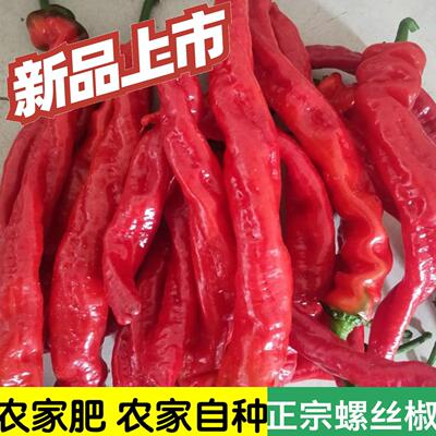 新鲜红色螺丝椒现摘现发