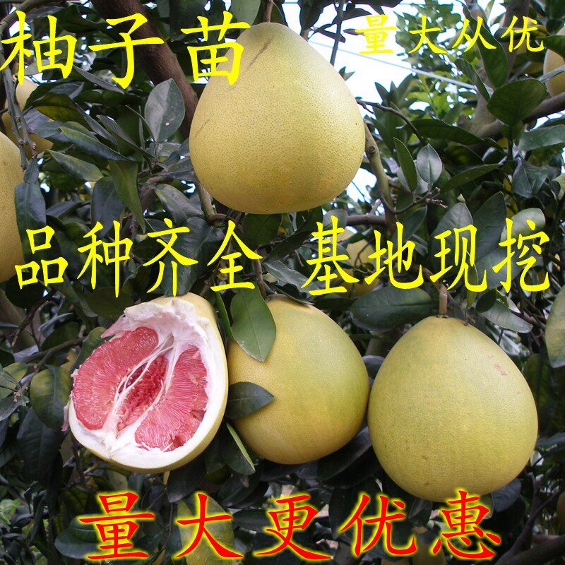 柚子树苗 嫁接红心蜜柚 沙田柚 南方北方种植庭院果树苗当年结果