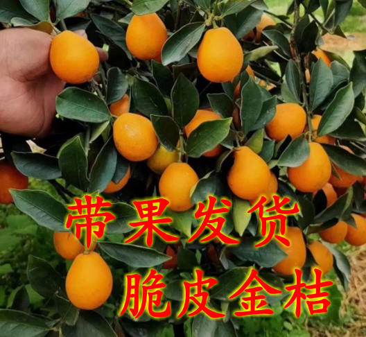 脆皮金桔带果发货盆栽树苗四季果树可食用橘子苗脆皮金橘室内常绿