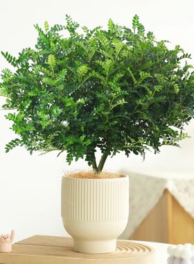 驱蚊草胡椒木盆栽室内好养